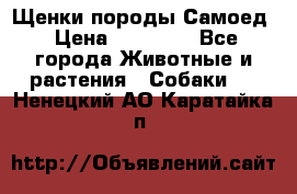 Щенки породы Самоед › Цена ­ 20 000 - Все города Животные и растения » Собаки   . Ненецкий АО,Каратайка п.